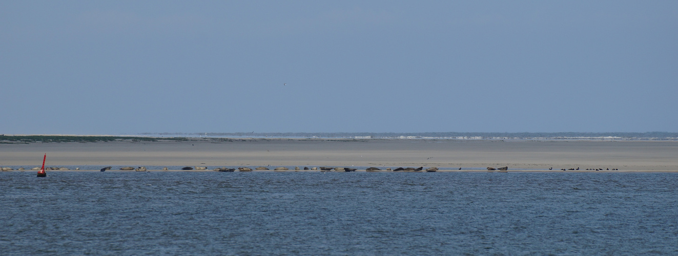 Seehunde auf Spiekeroog