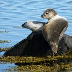 Seehunde beim Sonnen