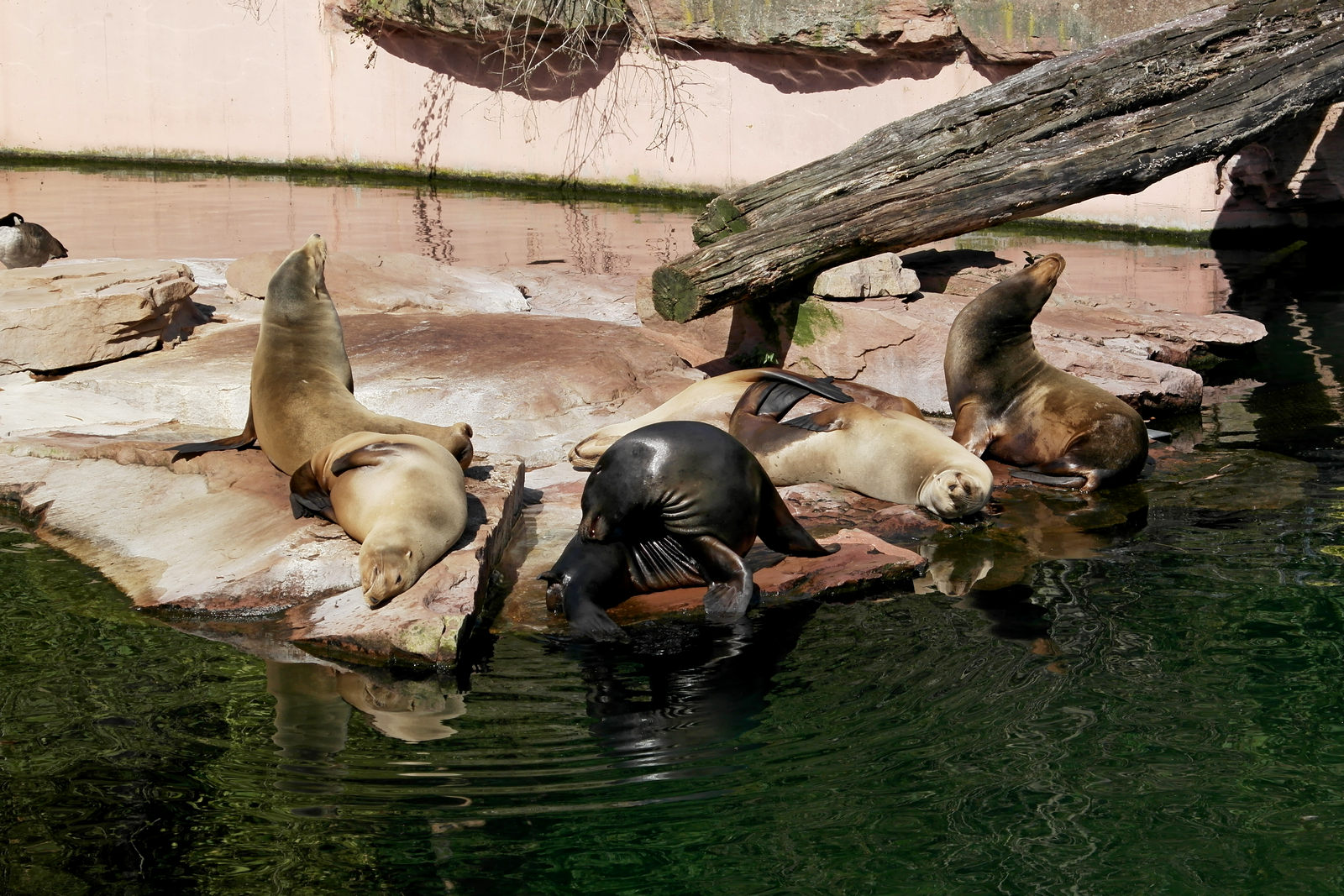 Seehunde beim Sonnenbaden