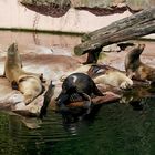 Seehunde beim Sonnenbaden