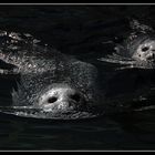 Seehunde im Aquarium Wilhelmshaven