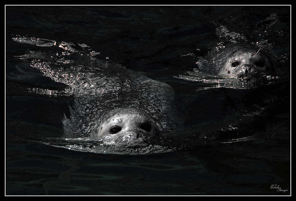 Seehunde im Aquarium Wilhelmshaven