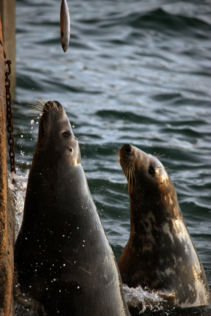Seehunde im Hafen von St Ives, Cornwall, UK