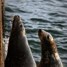 Seehunde im Hafen von St Ives, Cornwall, UK