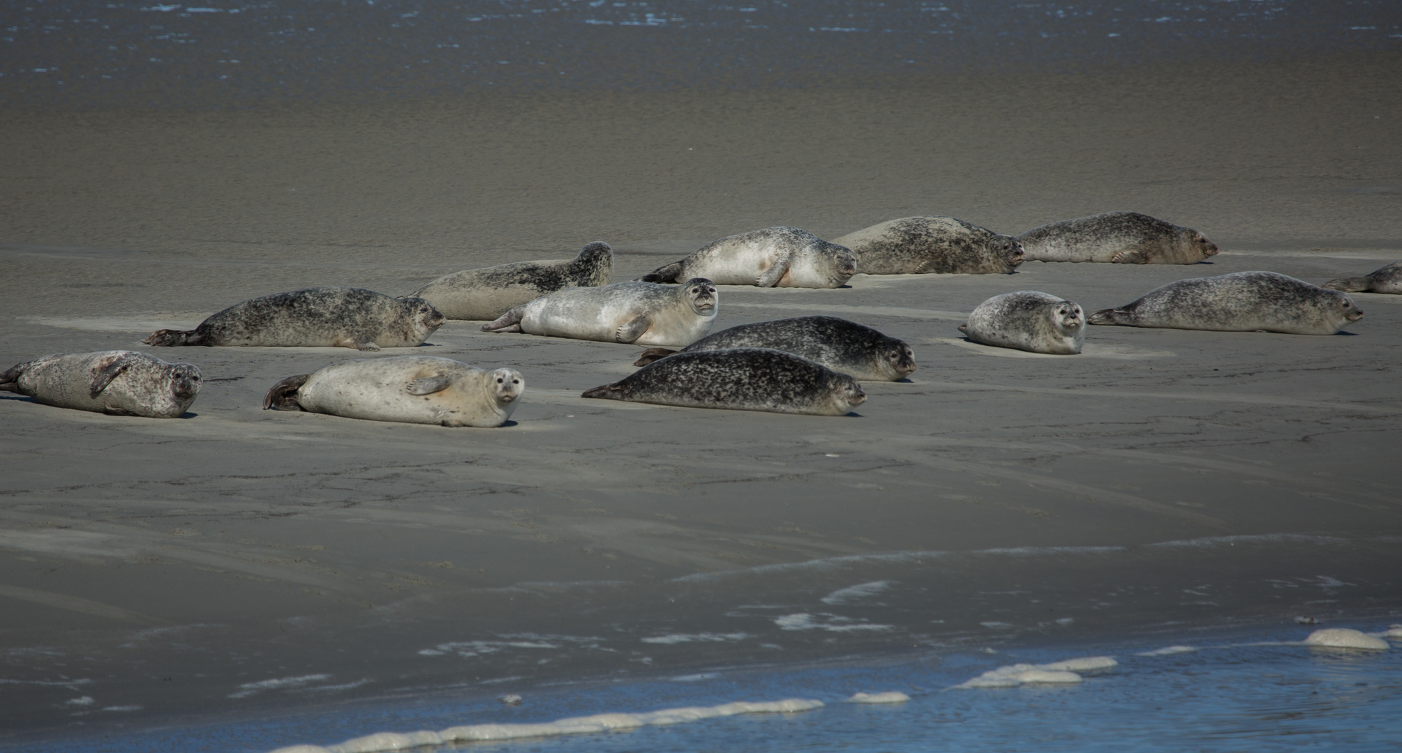 Seehunde im Wattenmeer