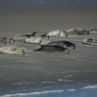 Seehunde im Wattenmeer