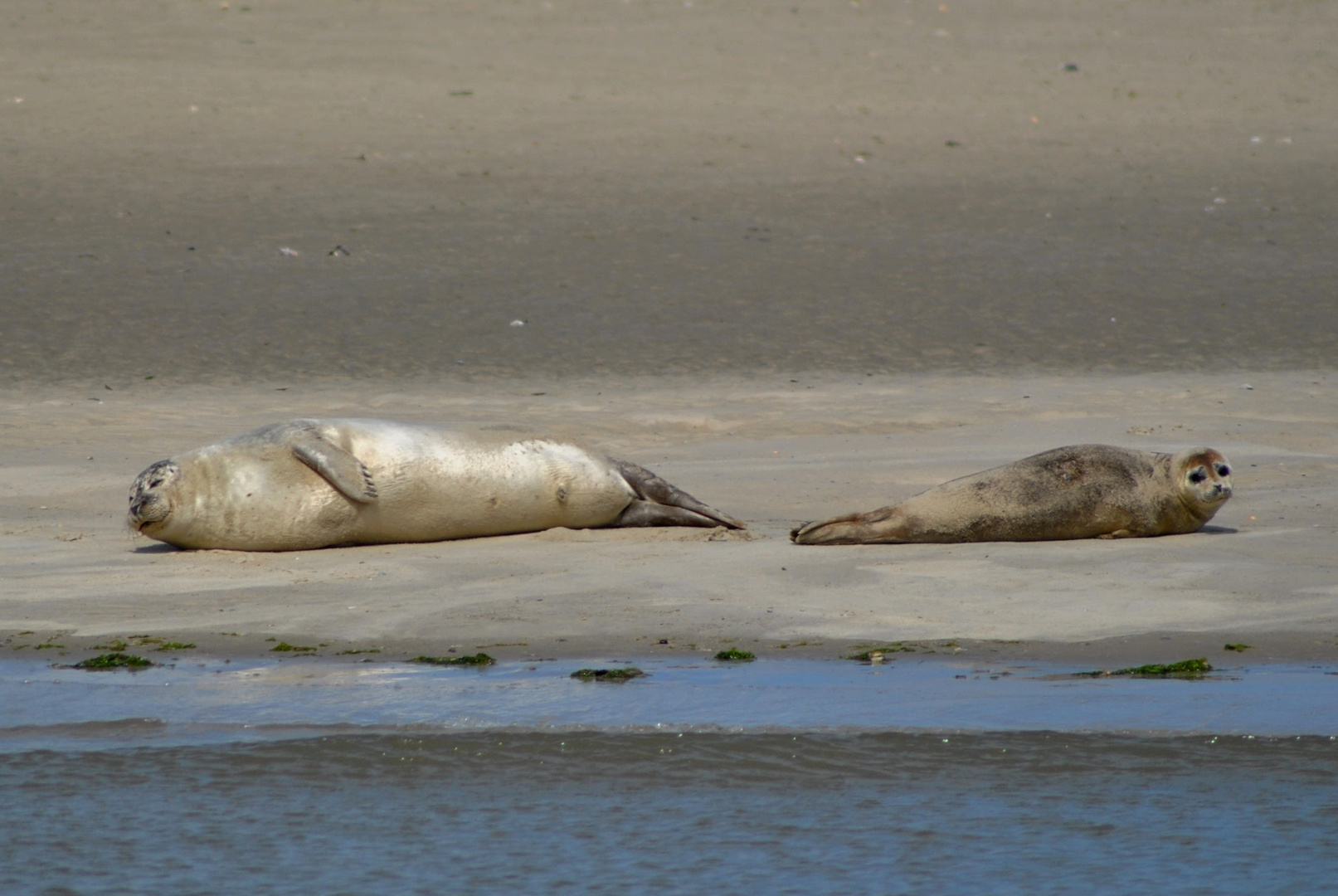 Seehunde im Wattenmeer