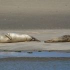 Seehunde im Wattenmeer