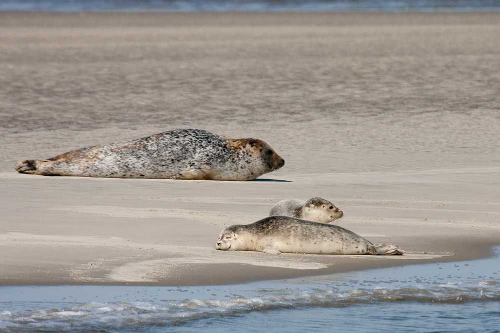 Seehunde im Wattenmeer