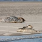 Seehunde im Wattenmeer