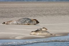 Seehunde im Wattenmeer