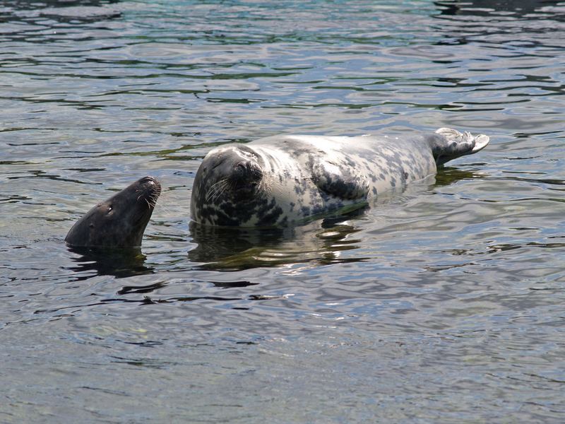 Seehunde im Zoo