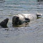 Seehunde im Zoo