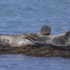 Seehunde in der Eckernförder Bucht