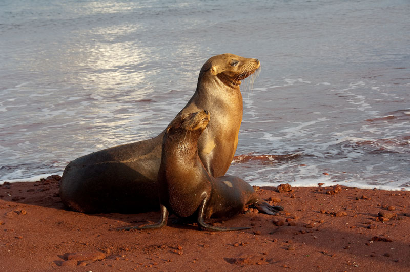 Seehunde in der Morgensonne auf Galapagos