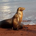 Seehunde in der Morgensonne auf Galapagos