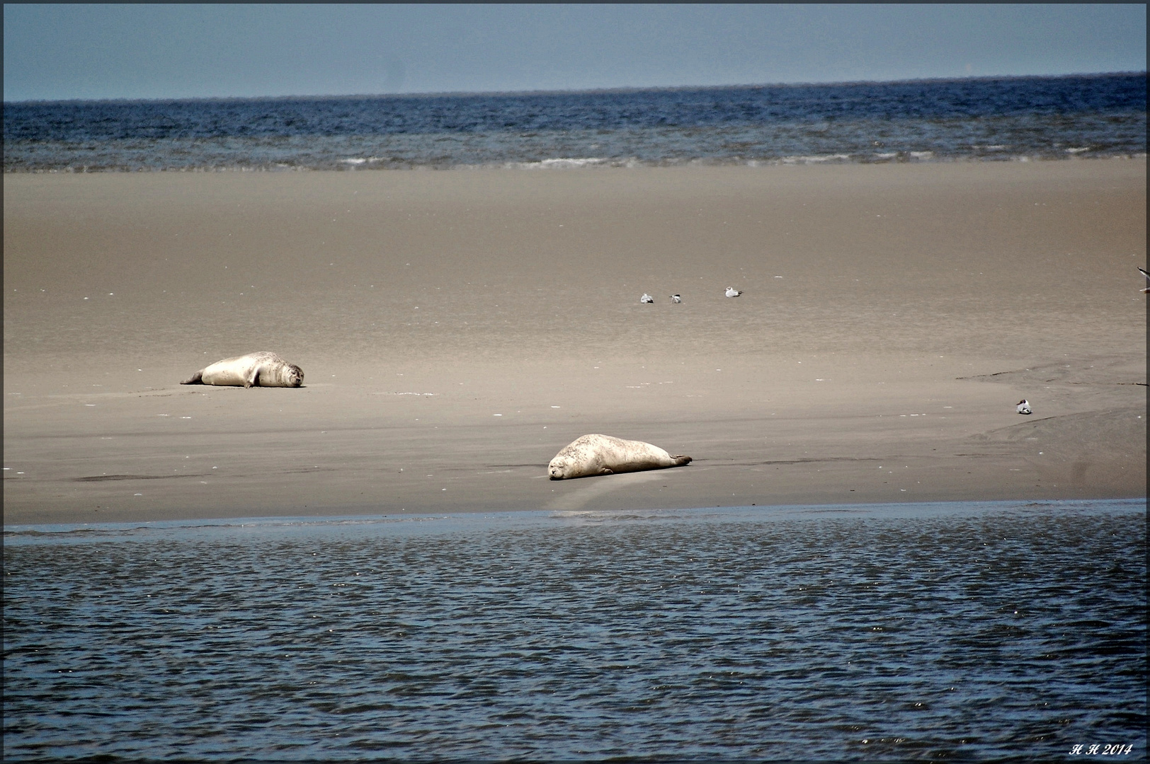 Seehunde in Freier Natur