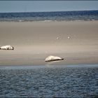 Seehunde in Freier Natur