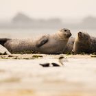 Seehunde Norderney Ostende