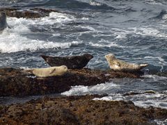 Seehunde on the rocks