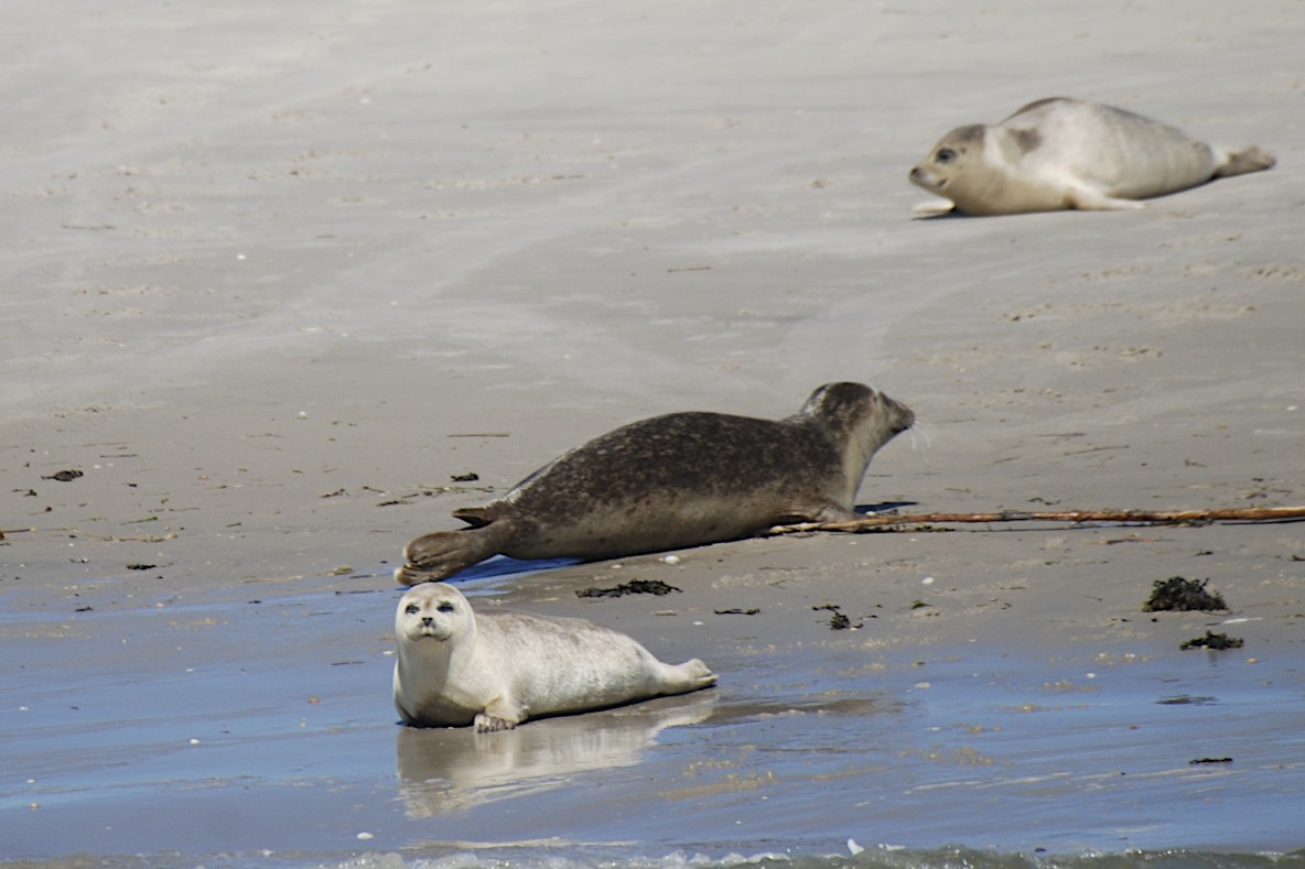 Seehunde - Sandbank Norderoogsand