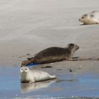 Seehunde - Sandbank Norderoogsand