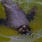 Seehunde (Seals) im Landauer Zoo