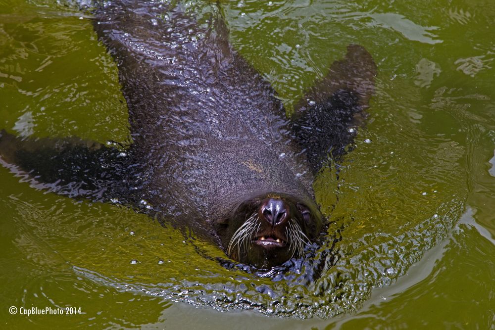 Seehunde (Seals) im Landauer Zoo