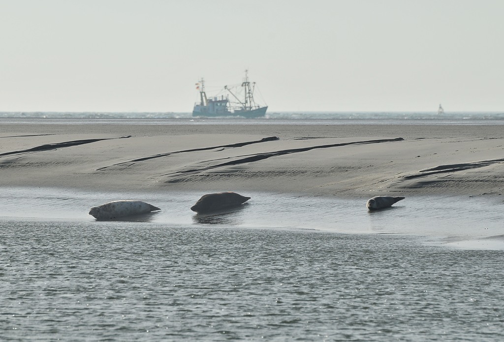 Seehunde und (Kegel-) Robben auf Borkumer Sandbank