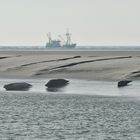 Seehunde und (Kegel-) Robben auf Borkumer Sandbank