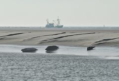 Seehunde und (Kegel-) Robben auf Borkumer Sandbank