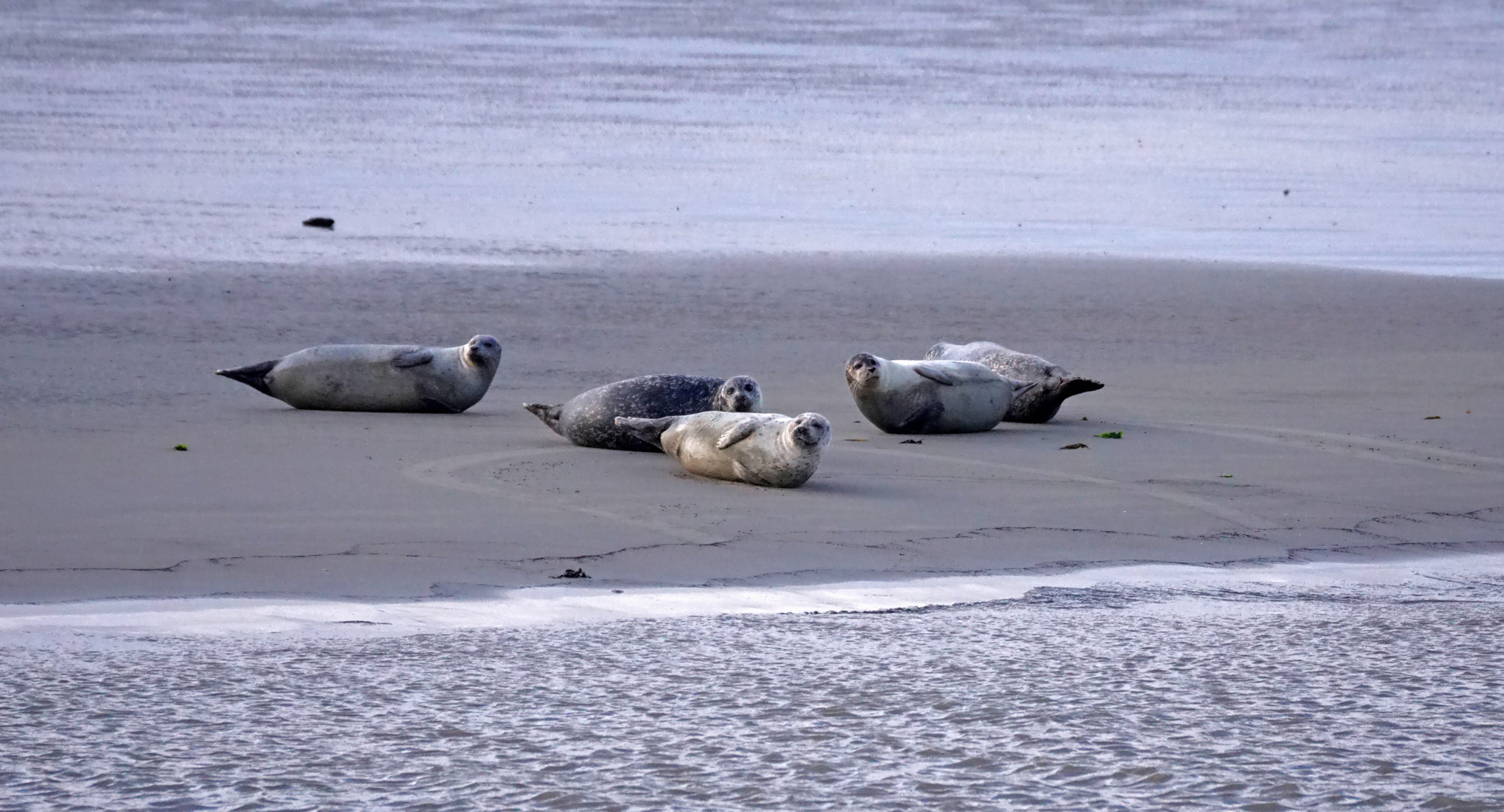 Seehunde und Kegelrobben zwischen Norderney und Juist