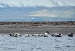 Seehunde von Vatnsnes