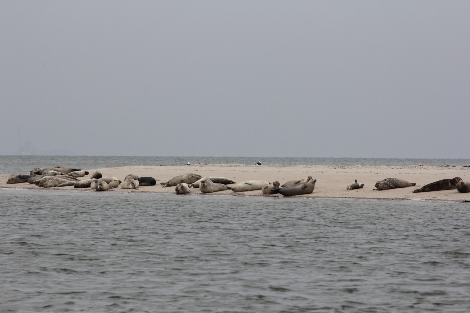 Seehunde vor Baltrum