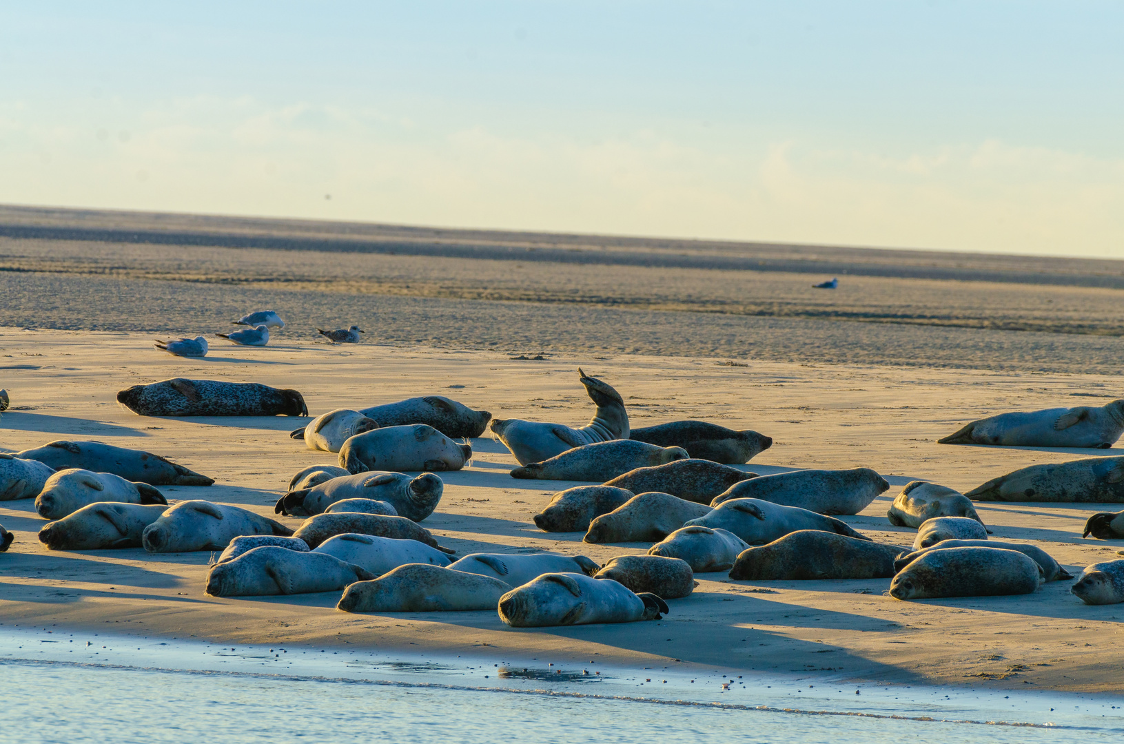 Seehunde vor Borkum