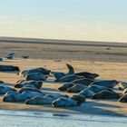 Seehunde vor Borkum