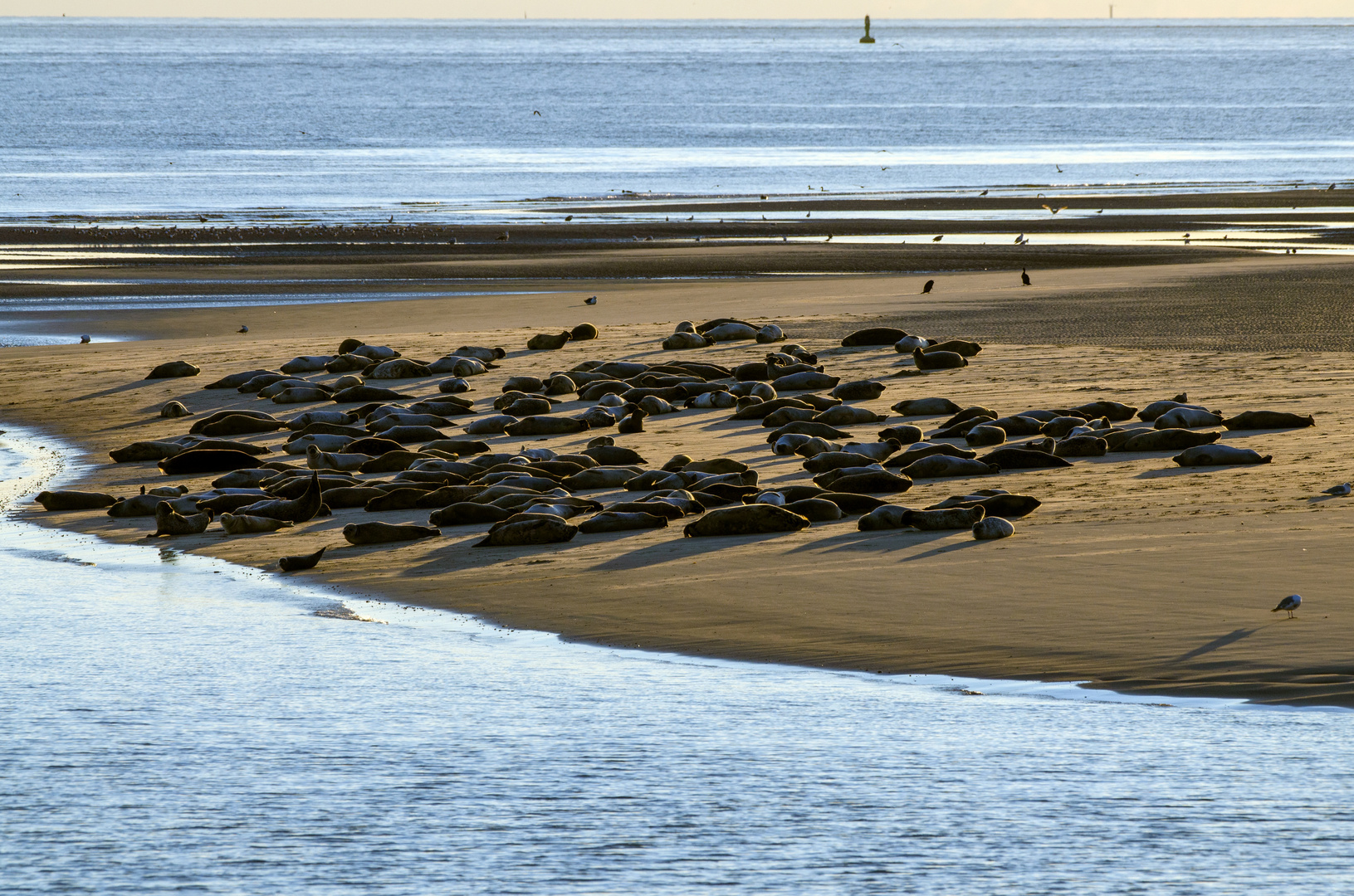 Seehunde vor Borkum