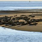 Seehunde vor Borkum