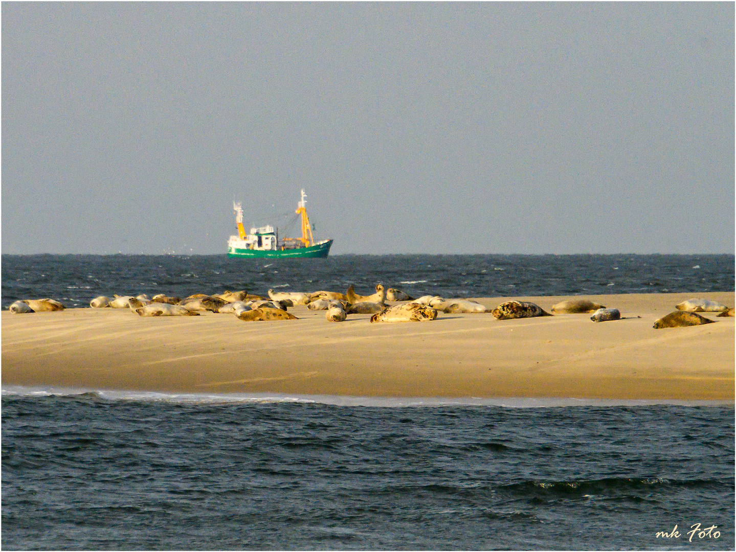 Seehunde vor Borkum