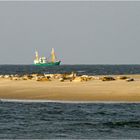 Seehunde vor Borkum