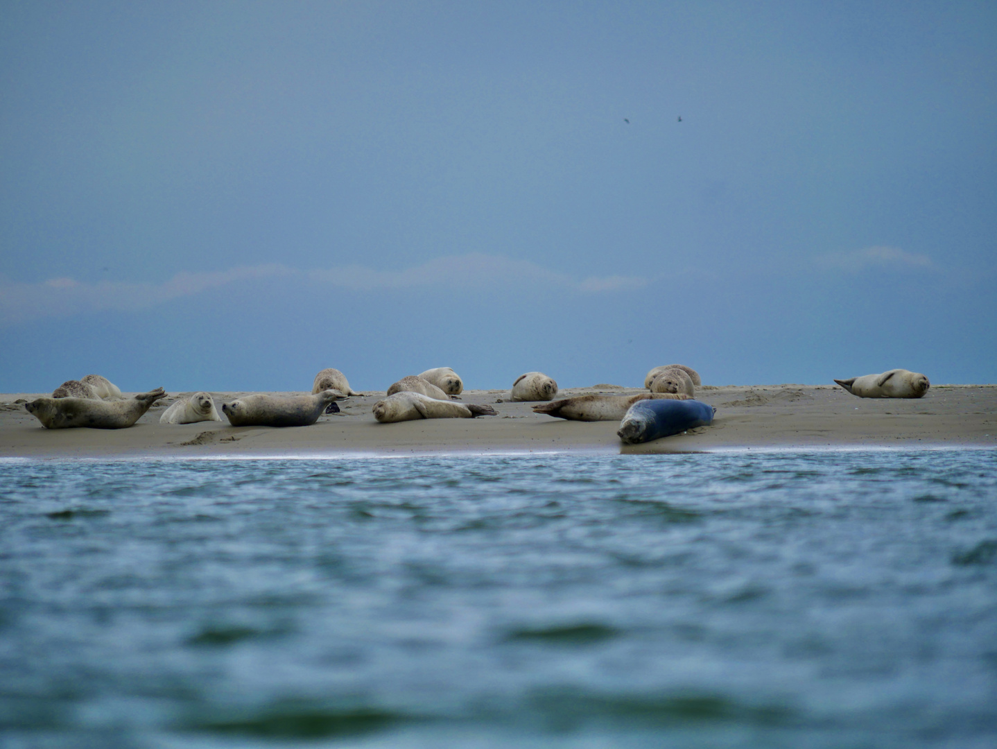 Seehunde vor Borkum 