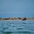 Seehunde vor Borkum 