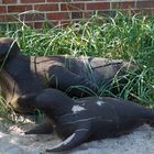 Seehunde vor einem Sielhafenmuseum