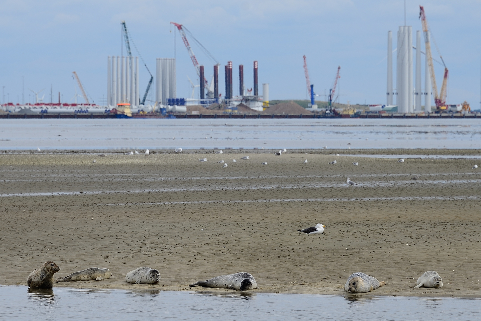 Seehunde vor Esbjerg