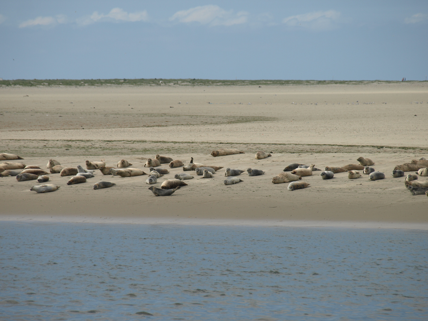 Seehunde vor Langeoog