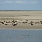 Seehunde vor Langeoog