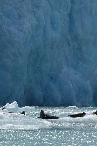 Seehunde vor Sawyer Glacier