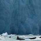 Seehunde vor Sawyer Glacier