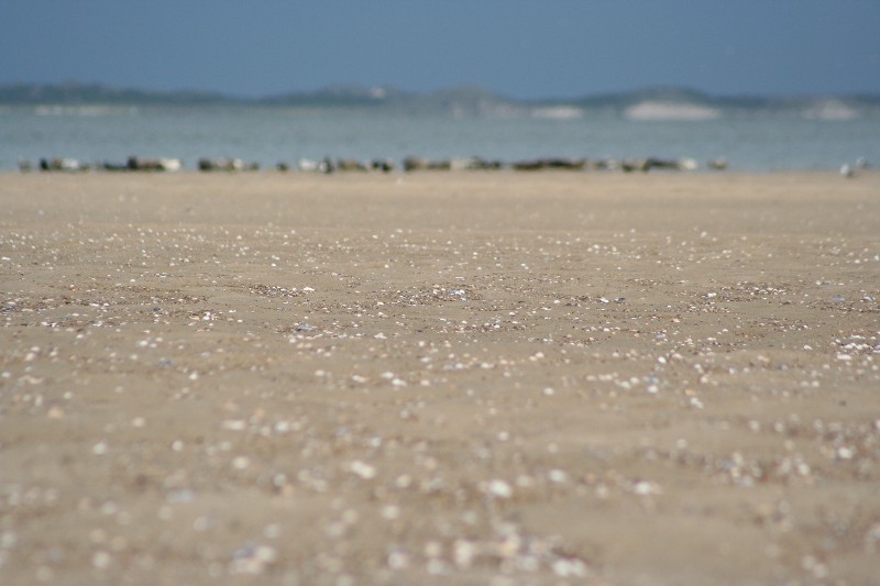 Seehunde vor Sylt - 300 mm