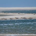 Seehunde vor Texel